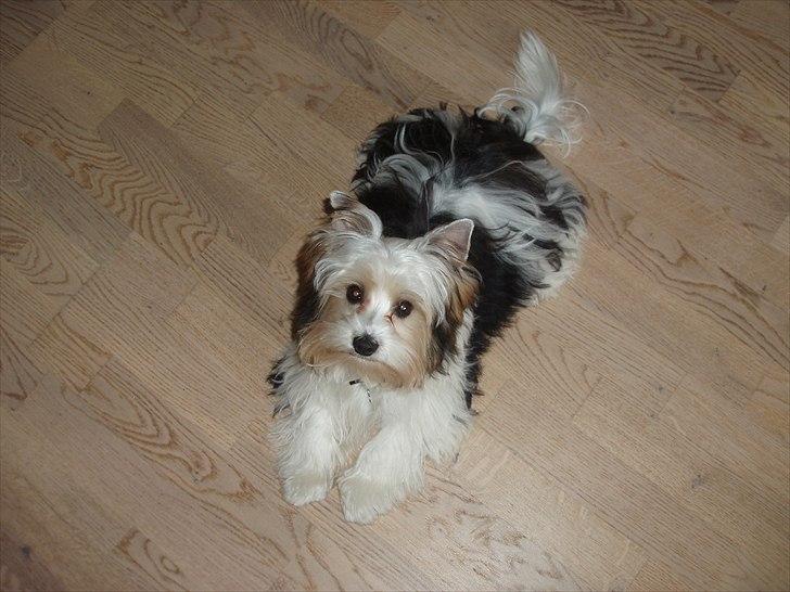 Biewer yorkshire terrier BAILEY billede 11