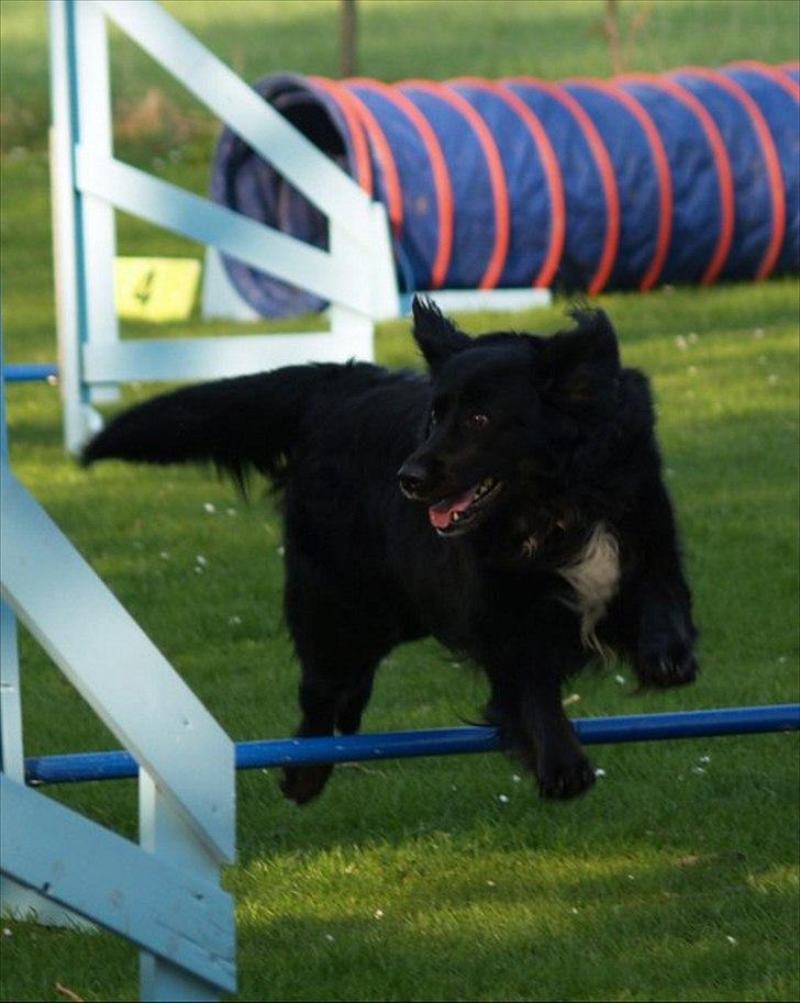 Blanding af racer Kiego - SPRING eller nåår jov du kan jo gå over hehe billede 5