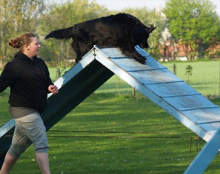 Blanding af racer Kiego - flote flote kiego billede 7