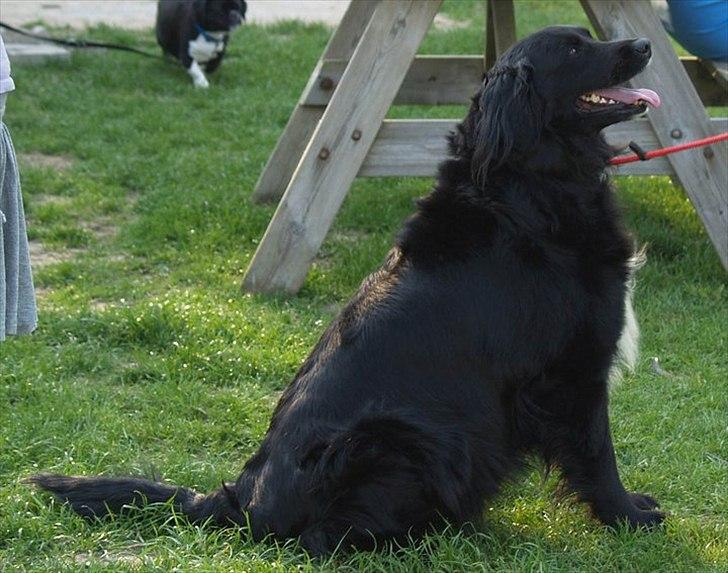 Blanding af racer Kiego billede 9