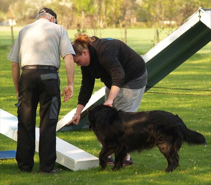 Blanding af racer Kiego billede 10