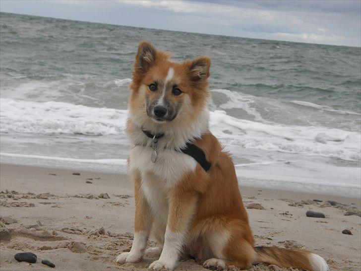 Islandsk fårehund Nala billede 18