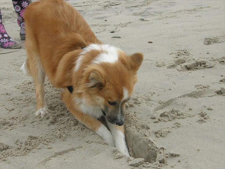Islandsk fårehund Nala billede 19