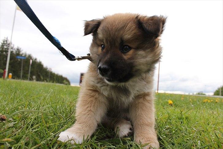 Islandsk fårehund Victor - Victor 8 uger, på vej hjem for første gang <3 billede 5