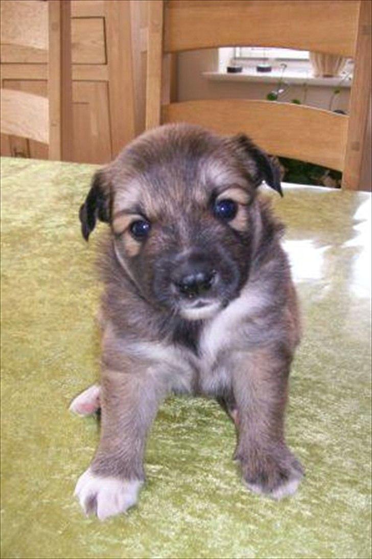 Islandsk fårehund Victor - Victor, ca. 3 uger billede 6