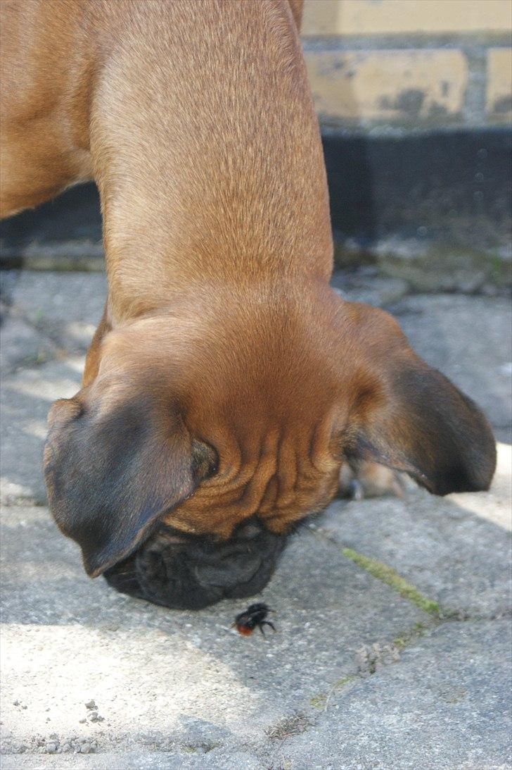 Boxer Martha - Martha og Mr. Bille.....maj 2011 billede 15