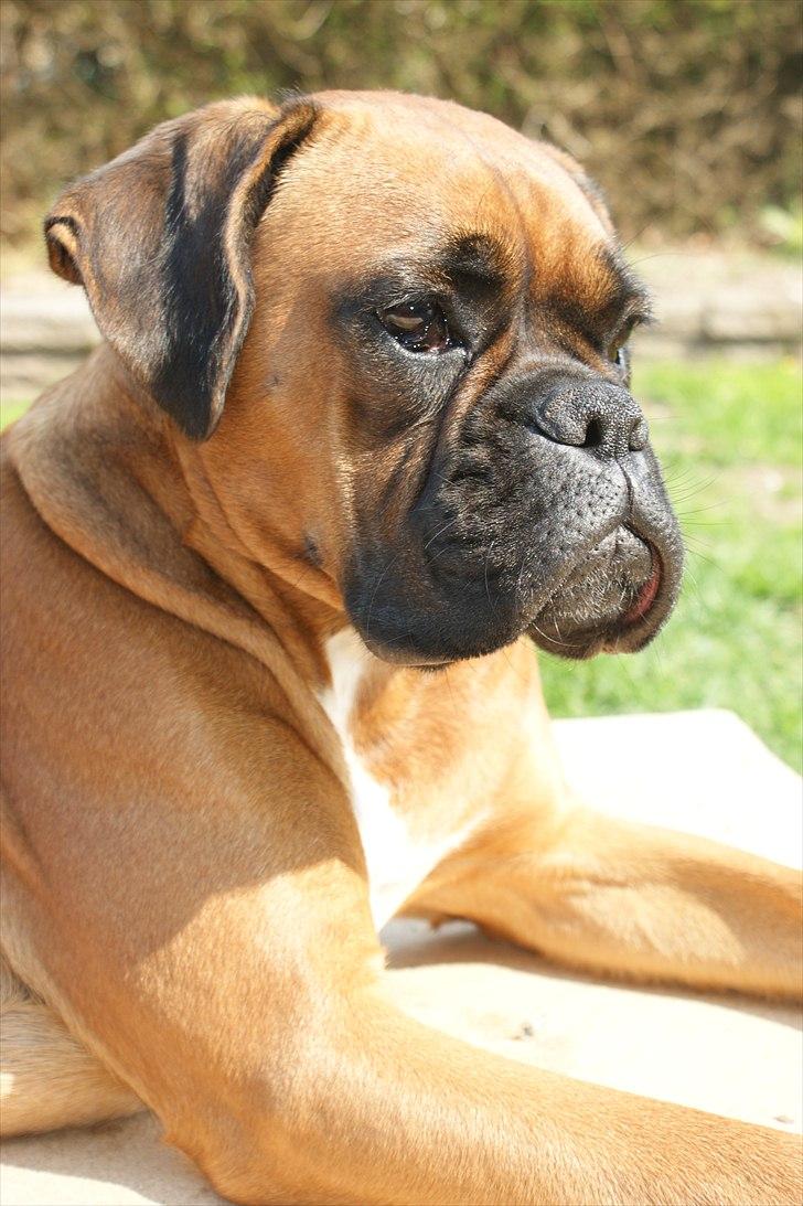 Boxer Martha - I loooovveee the sun... billede 16