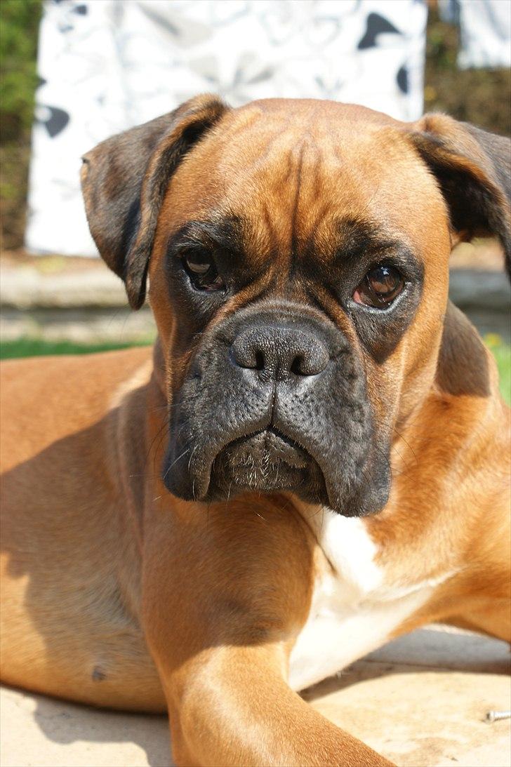 Boxer Martha billede 1