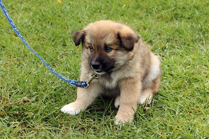 Islandsk fårehund Victor billede 8