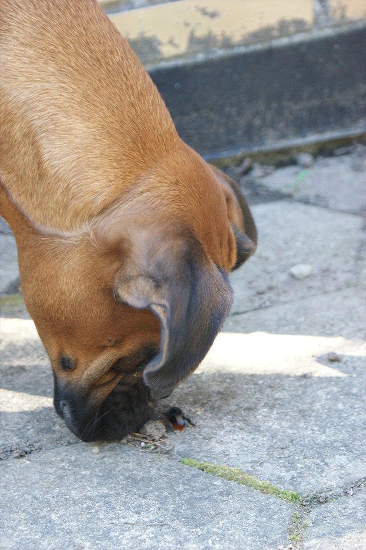 Boxer Martha billede 17
