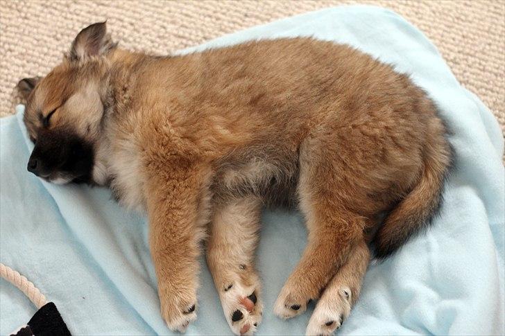 Islandsk fårehund Victor - Det er liiiidt hårdt, at være hundehvalp billede 10