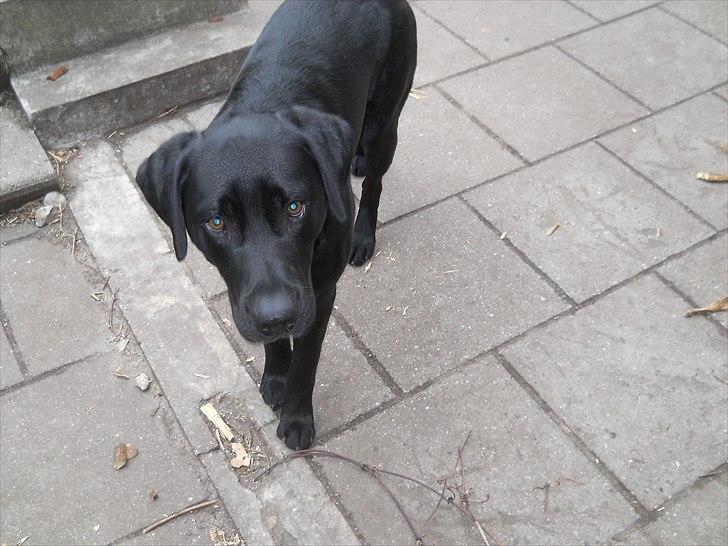 Labrador retriever Thor - I haven og lege billede 11