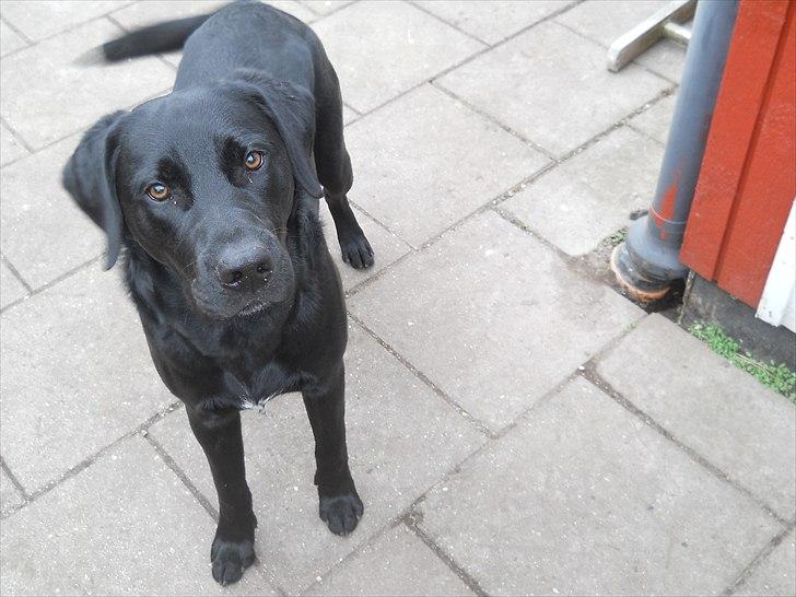 Labrador retriever Thor - Kom nu kast nu den pind :) billede 12
