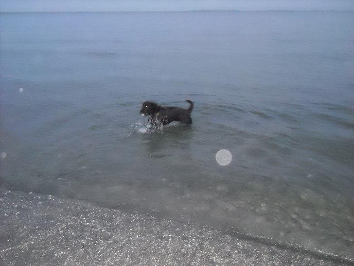 Labrador retriever Thor billede 13