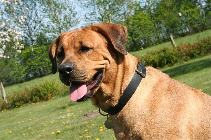 Blanding af racer Akeela (forældres hund) billede 2