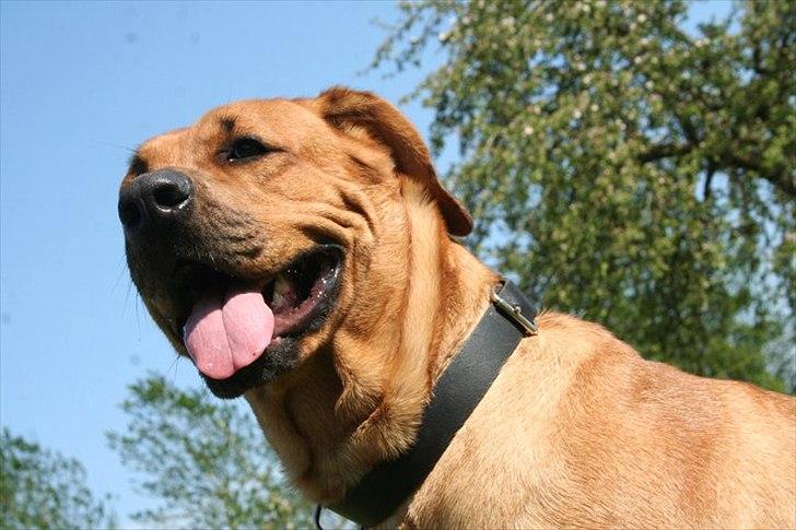 Blanding af racer Akeela (forældres hund) billede 3