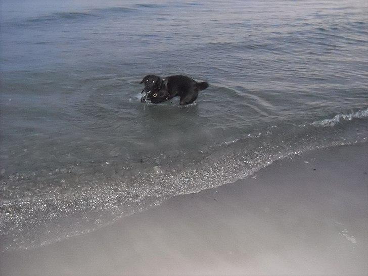 Labrador retriever Thor - På stranden billede 14