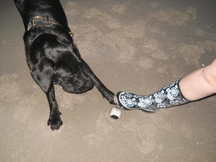 Labrador retriever Thor billede 15