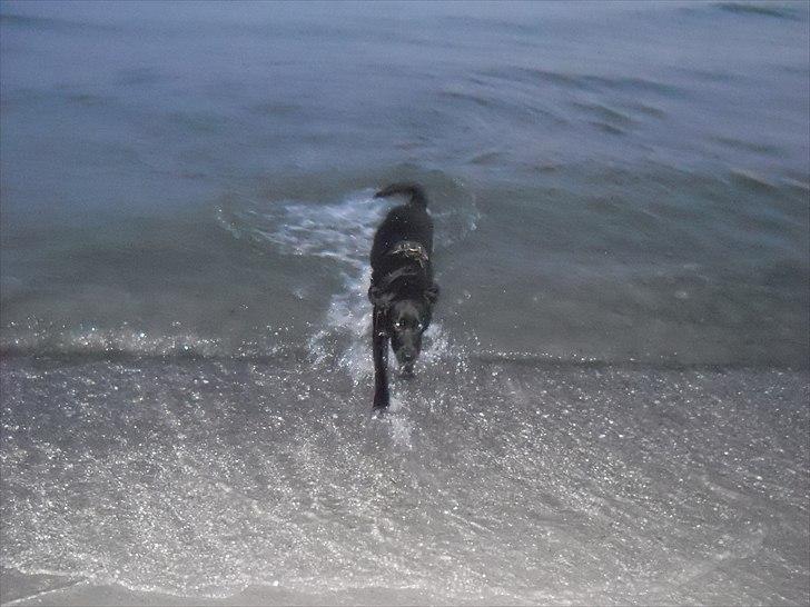 Labrador retriever Thor billede 16