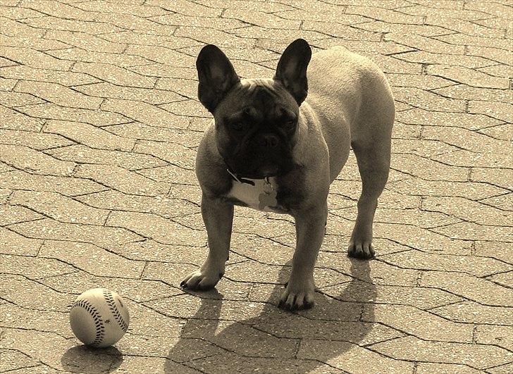 Fransk bulldog Nelly billede 17