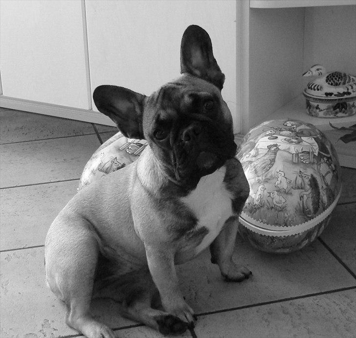 Fransk bulldog Nelly billede 18