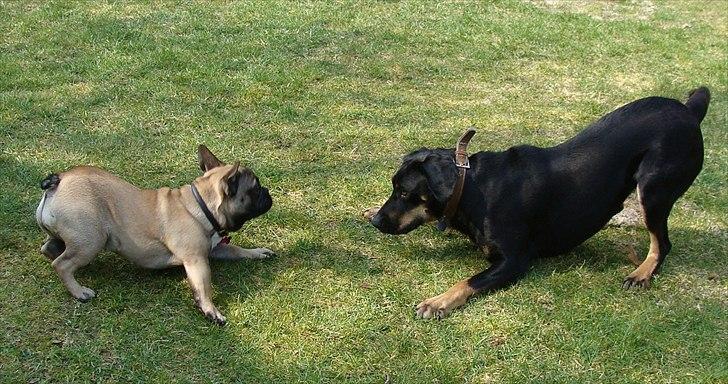 Fransk bulldog Nelly billede 19