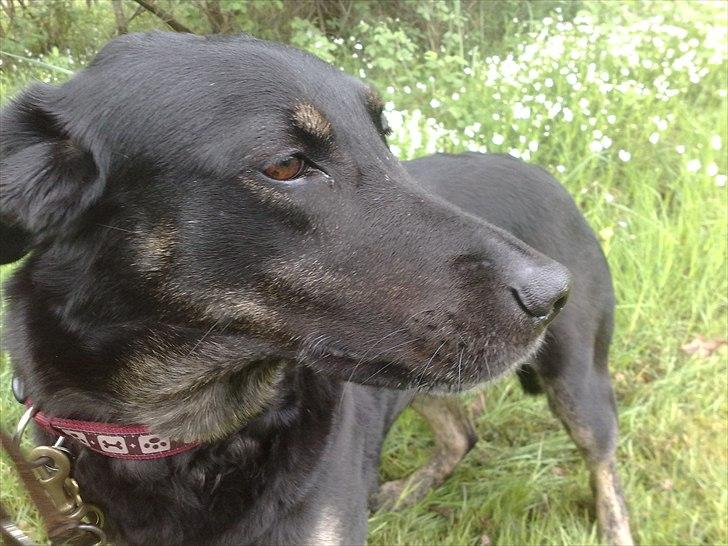 Blanding af racer Bundy billede 6