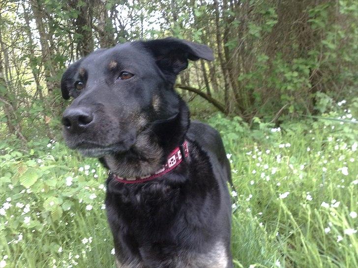 Blanding af racer Bundy billede 2