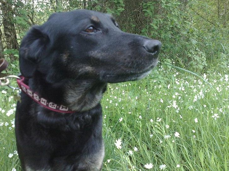 Blanding af racer Bundy billede 7