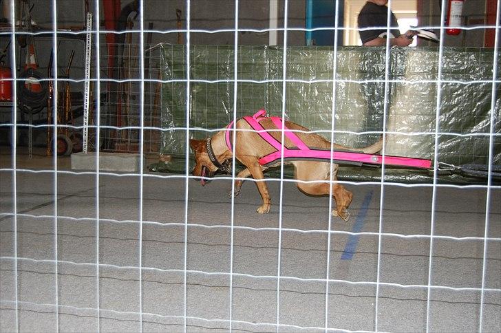 Blanding af racer Lady - EWPL SpringPull 14.Maj 2011 billede 8