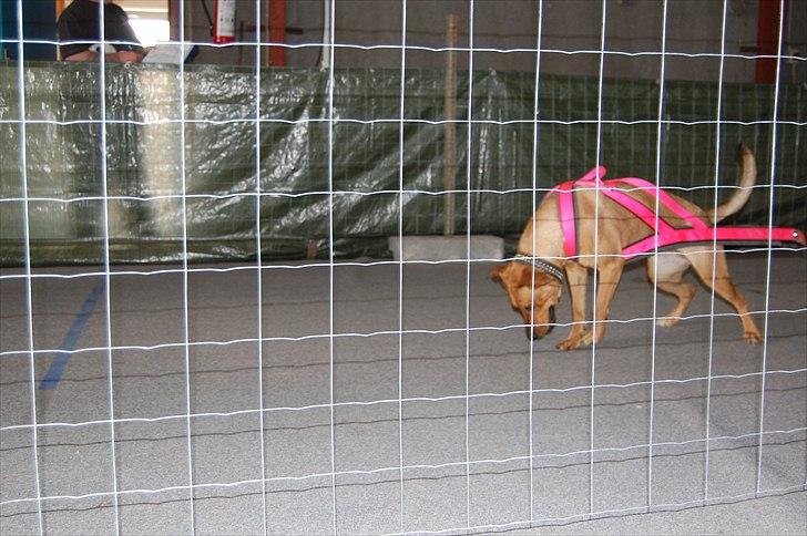 Blanding af racer Lady - EWPL SpringPull 14.Maj 2011 billede 9