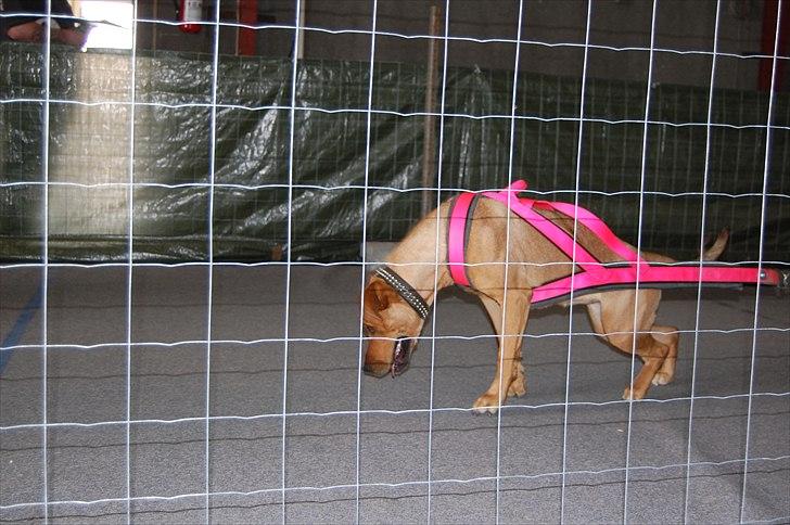 Blanding af racer Lady - EWPL SpringPull 14.Maj 2011 billede 10