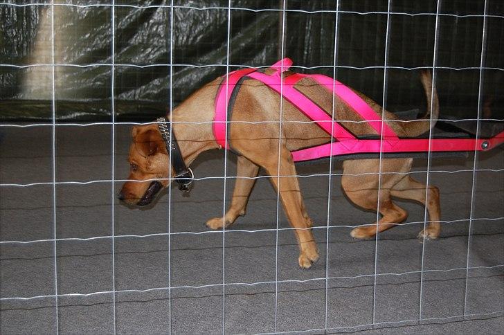 Blanding af racer Lady - EWPL SpringPull 14.Maj 2011 billede 11