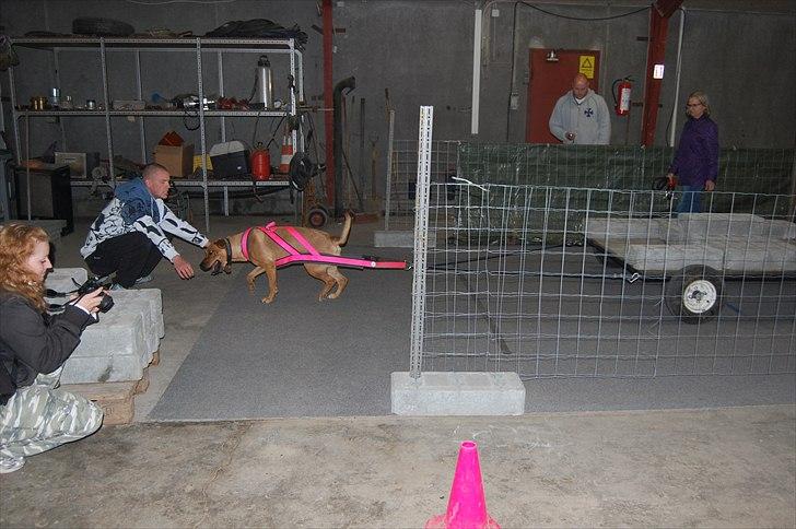 Blanding af racer Lady - APA SpringPull 15.Maj 2011 billede 13