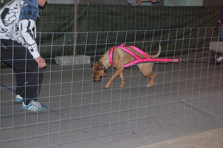 Blanding af racer Lady - APA SpringPull 15.Maj 2011 billede 12