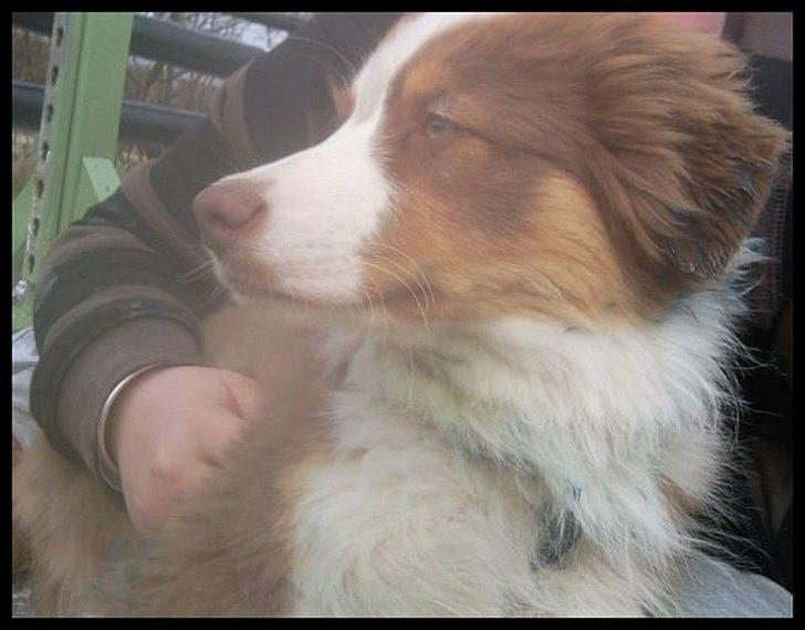 Australian shepherd Godrumgaard's Jaman - Cody - Maria og Cody.
Arbejdsdag på rideskolen, og vi har i hvert fald ikke malet! billede 4