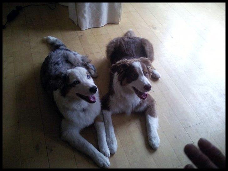 Australian shepherd Godrumgaard's Jaman - Cody - Cody og hans helsøster Shila :-) billede 5