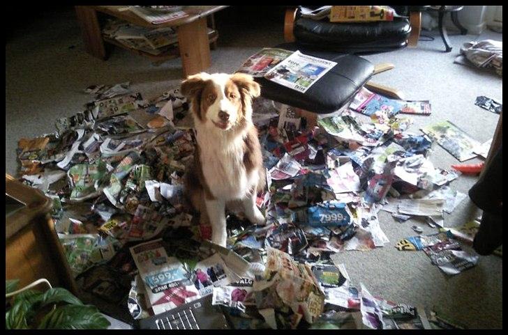 Australian shepherd Godrumgaard's Jaman - Cody - Noget af det sjoveste Cody og jeg kan få tiden til at gå med... REKLAMER!
 billede 7