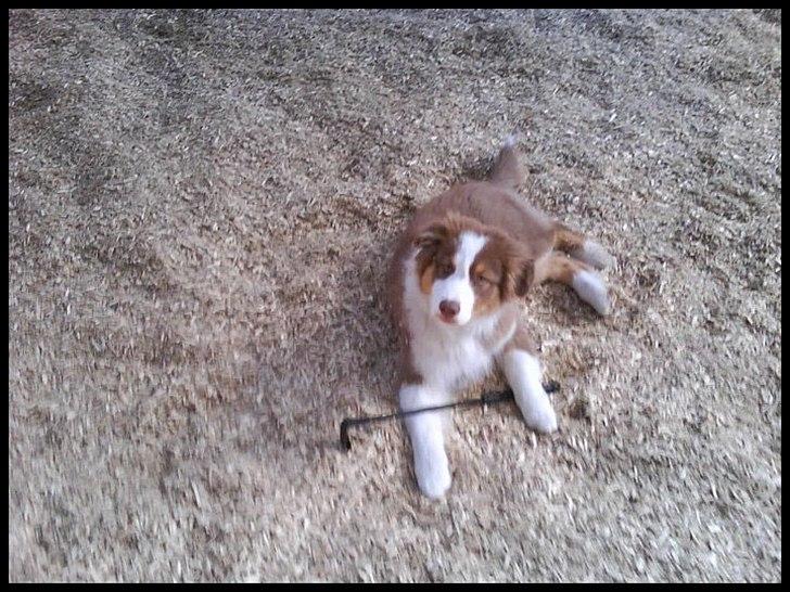 Australian shepherd Godrumgaard's Jaman - Cody - Cody som hvalp. En af de første gange han var med på rideskolen :-)) billede 8