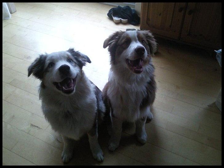 Australian shepherd Godrumgaard's Jaman - Cody - Cody og Shila. billede 6