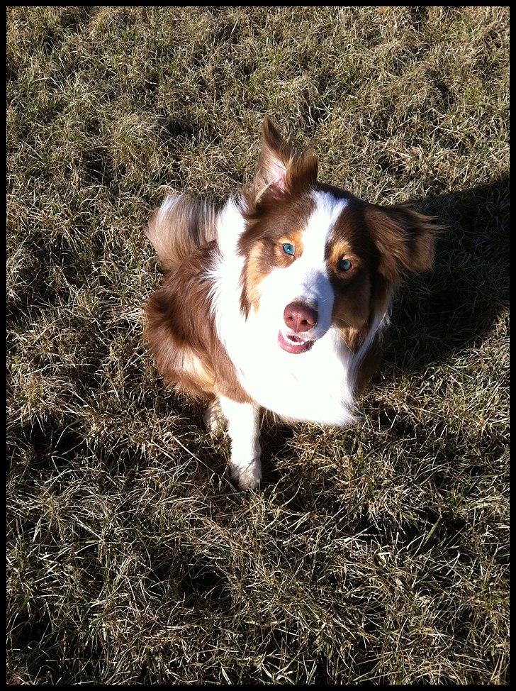 Australian shepherd Godrumgaard's Jaman - Cody - Velkommen til Baba's profil :-)

- Billedet er redigeret. billede 1