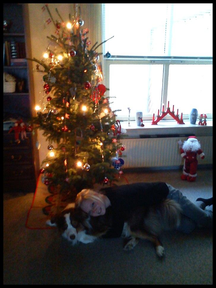 Australian shepherd Godrumgaard's Jaman - Cody - Jul 2010
- Min øjesten! billede 9