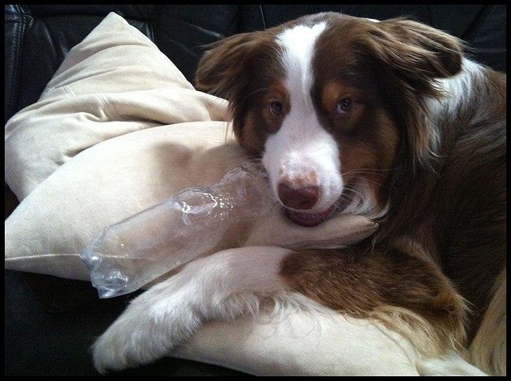 Australian shepherd Godrumgaard's Jaman - Cody - Født dranker. Han er desuden blevet utrolig god til at skrue lågene af vores sodavandsflasker! billede 10