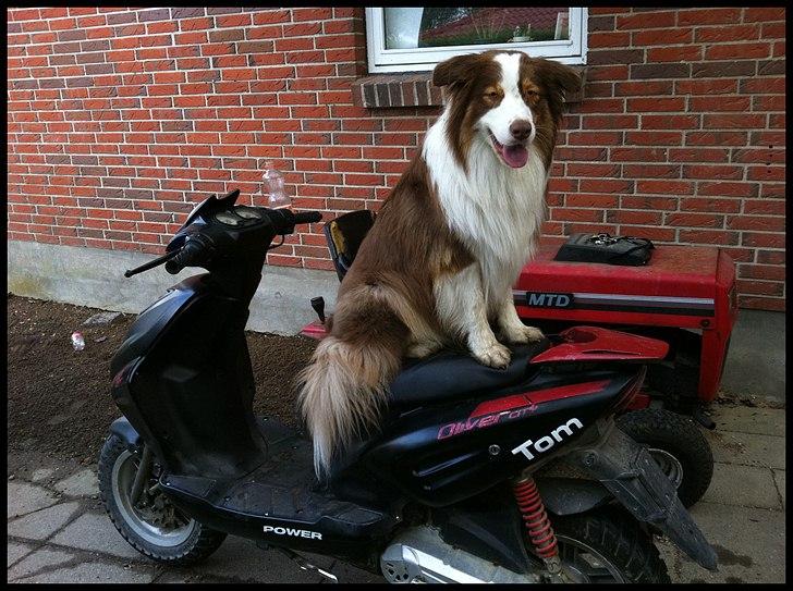 Australian shepherd Godrumgaard's Jaman - Cody - Du er noget helt for dig selv! billede 3