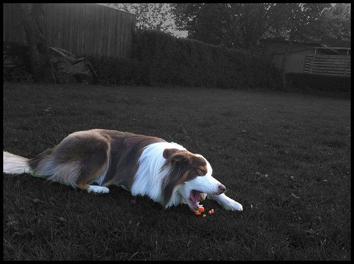 Australian shepherd Godrumgaard's Jaman - Cody - En gulerod kan altid bruges!

- Billedet er redigeret. billede 11