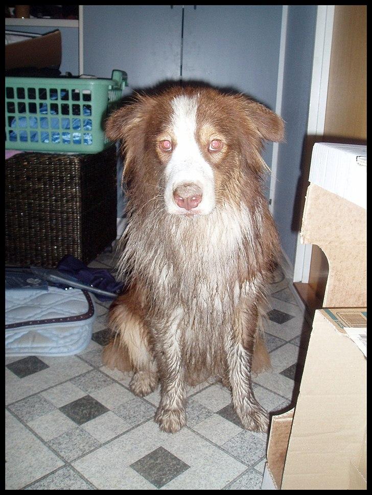Australian shepherd Godrumgaard's Jaman - Cody - Hvad kan jeg sige.. Cody har været på mange eventyr, et af dem var i den største mudderpøl i skive! billede 12