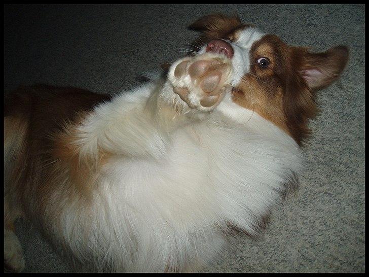 Australian shepherd Godrumgaard's Jaman - Cody - Farlig? Ikke det mindste... Han vil faktisk bare utrolig gerne klø's på maven! billede 13