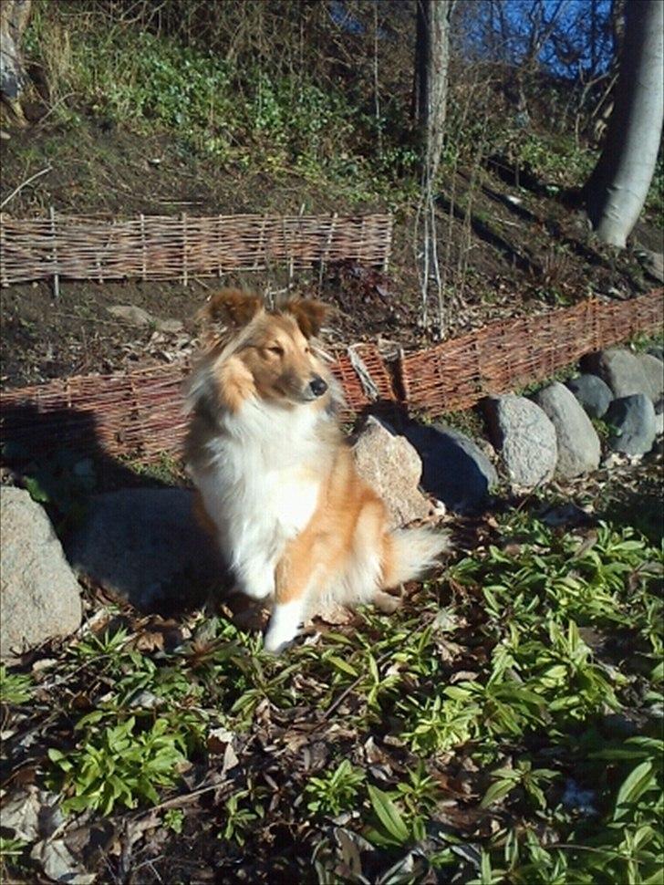 Shetland sheepdog Troldeskov's Golden Oline billede 1
