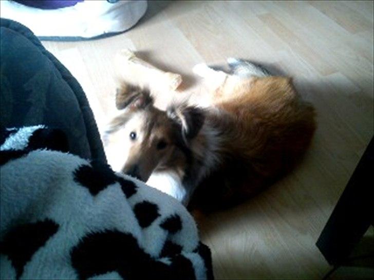 Shetland sheepdog Troldeskov's Golden Oline billede 2