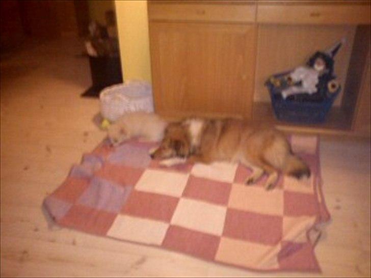 Shetland sheepdog Troldeskov's Golden Oline billede 3